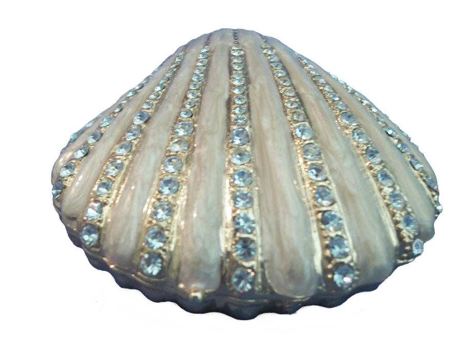 seashells clipart transparent background