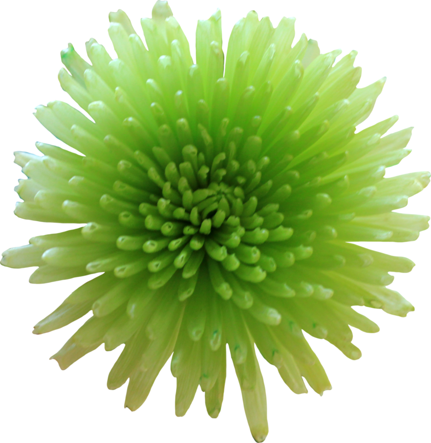  for free download. Green flower png