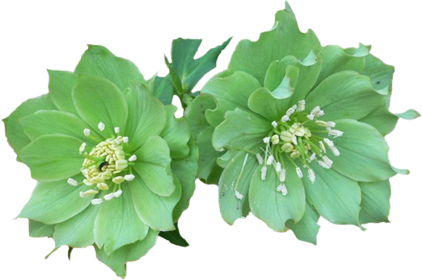 green flower png