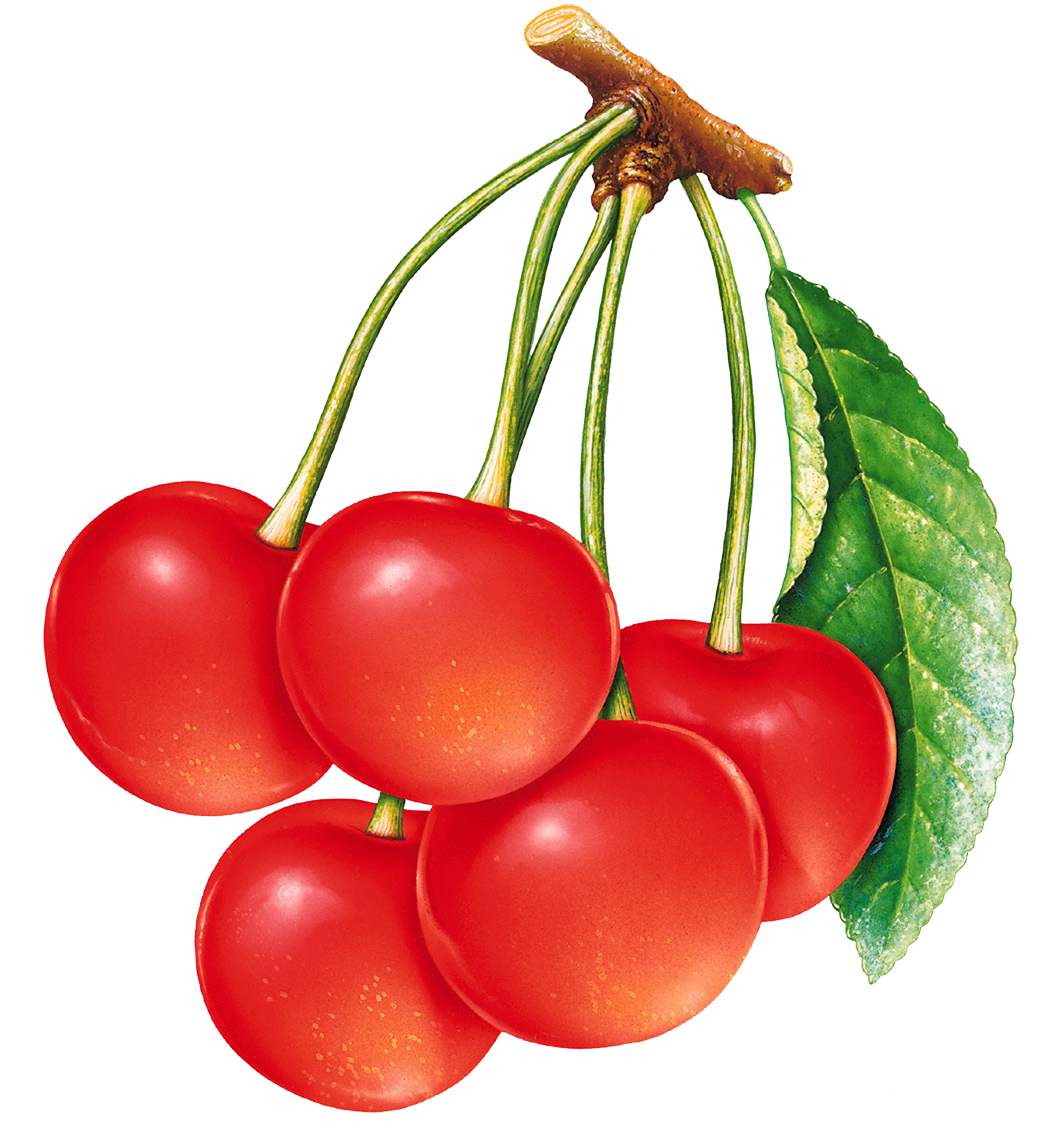 leaf clipart cherry