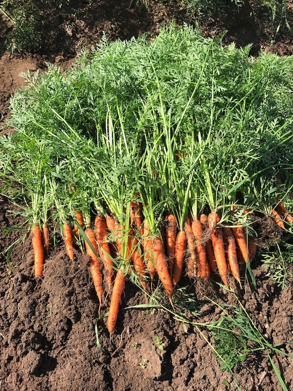 Ground clipart carrot plant. Small scale organic production