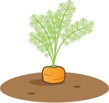 Cartoon growing out of. Ground clipart carrot plant