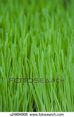 ground clipart grass floor