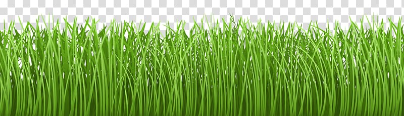 Ground clipart green lawn. Grass illustration groundcover 