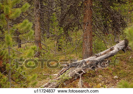 ground clipart ground forest