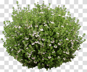 ground clipart groundcover