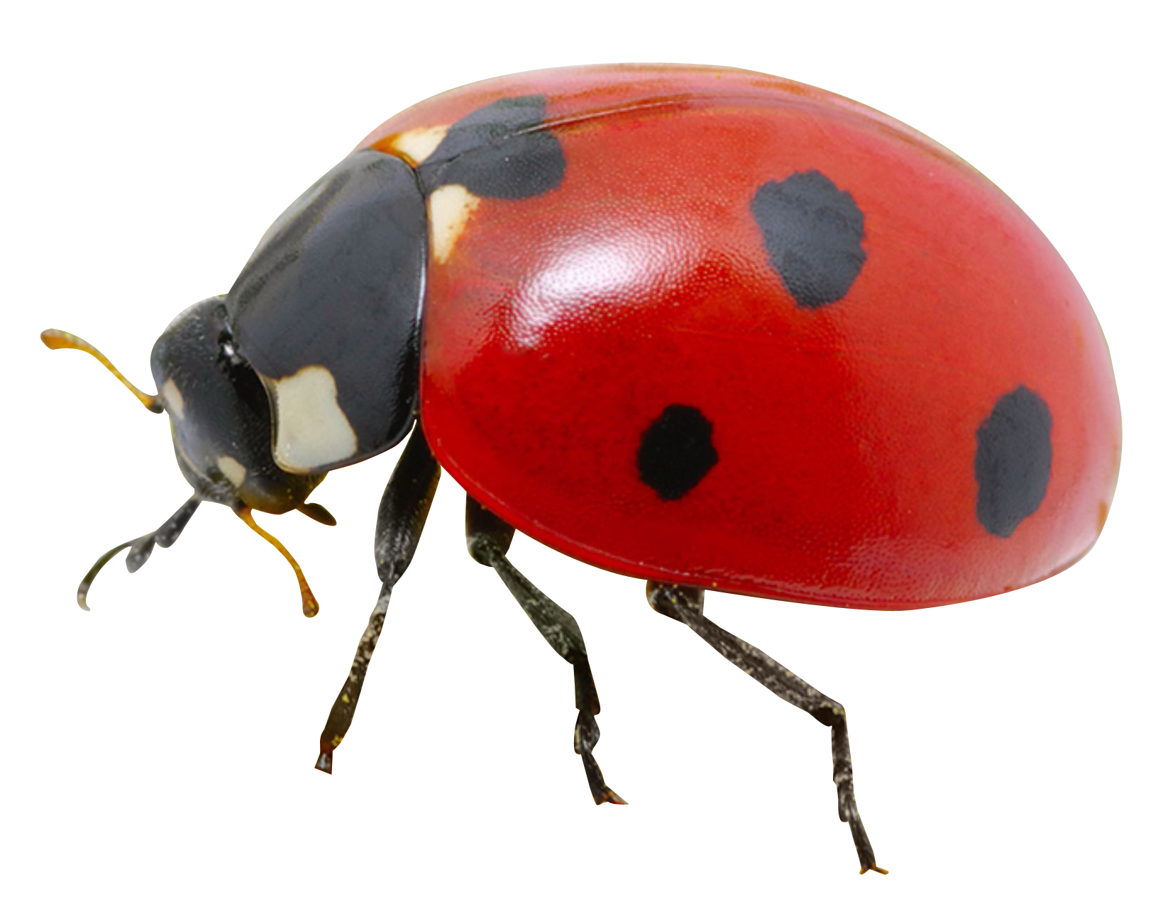 Ladybug clipart transparent background. Png image purepng free