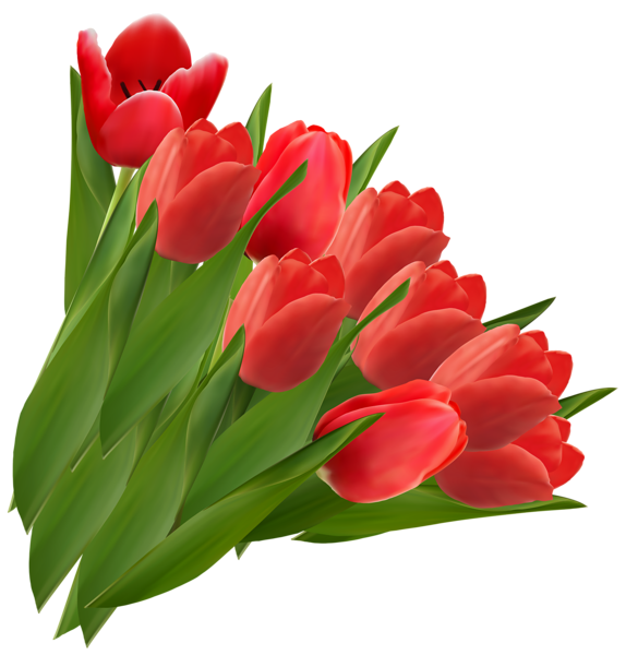 Ground clipart tulip. Tulipas vermelhas png clipe