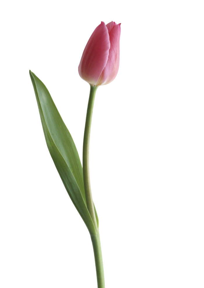Image result for pinterest. Ground clipart tulip