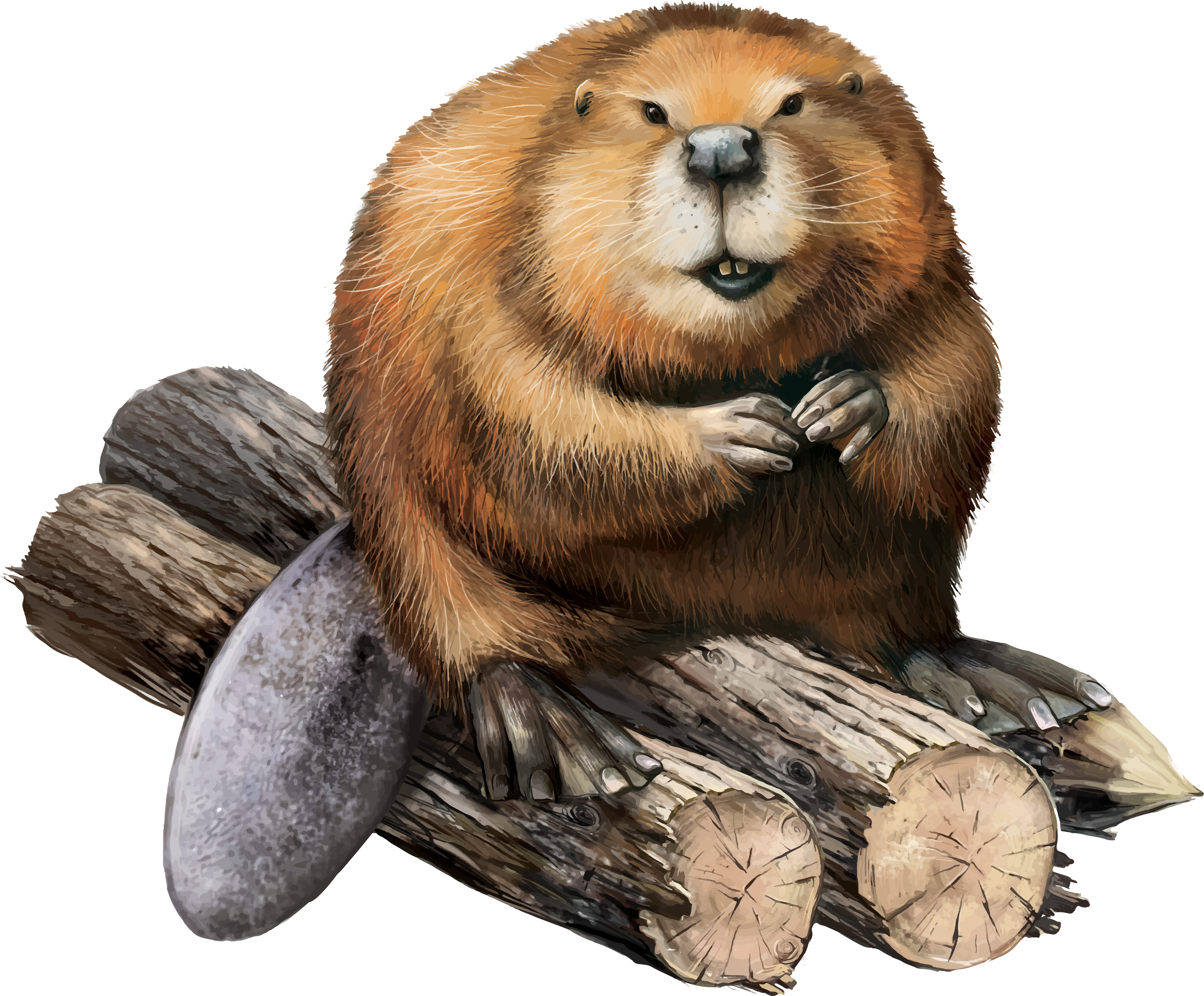 groundhog clipart beaver