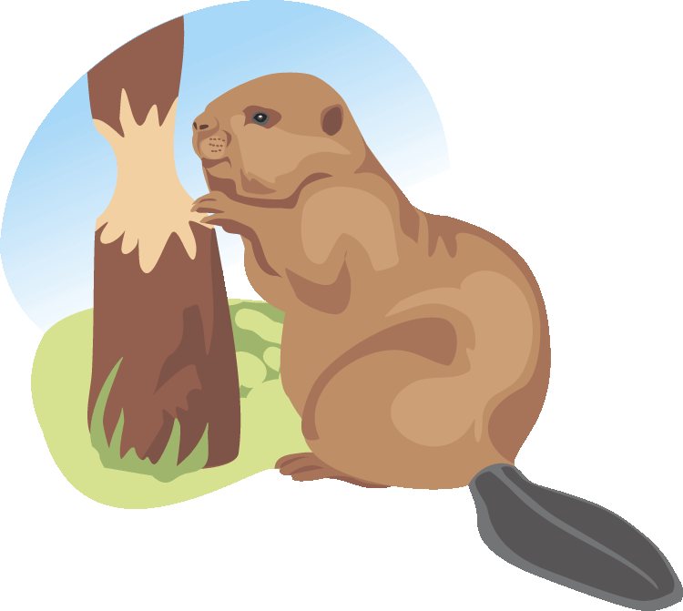 beaver clipart real