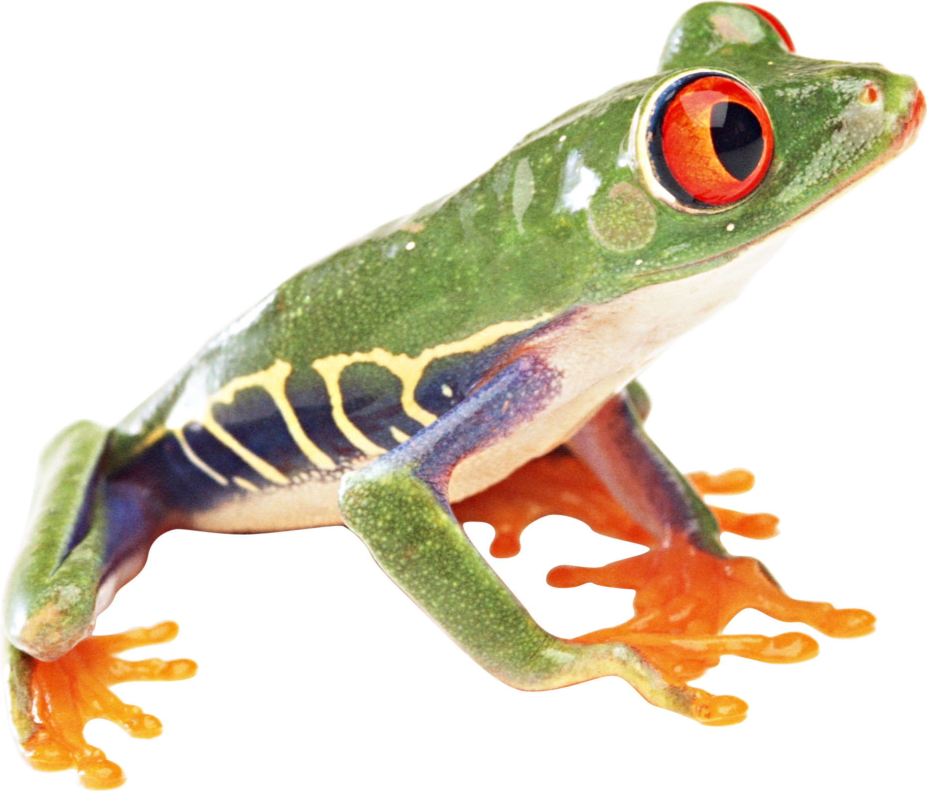 Frog png image best. Rainforest clipart red eyed