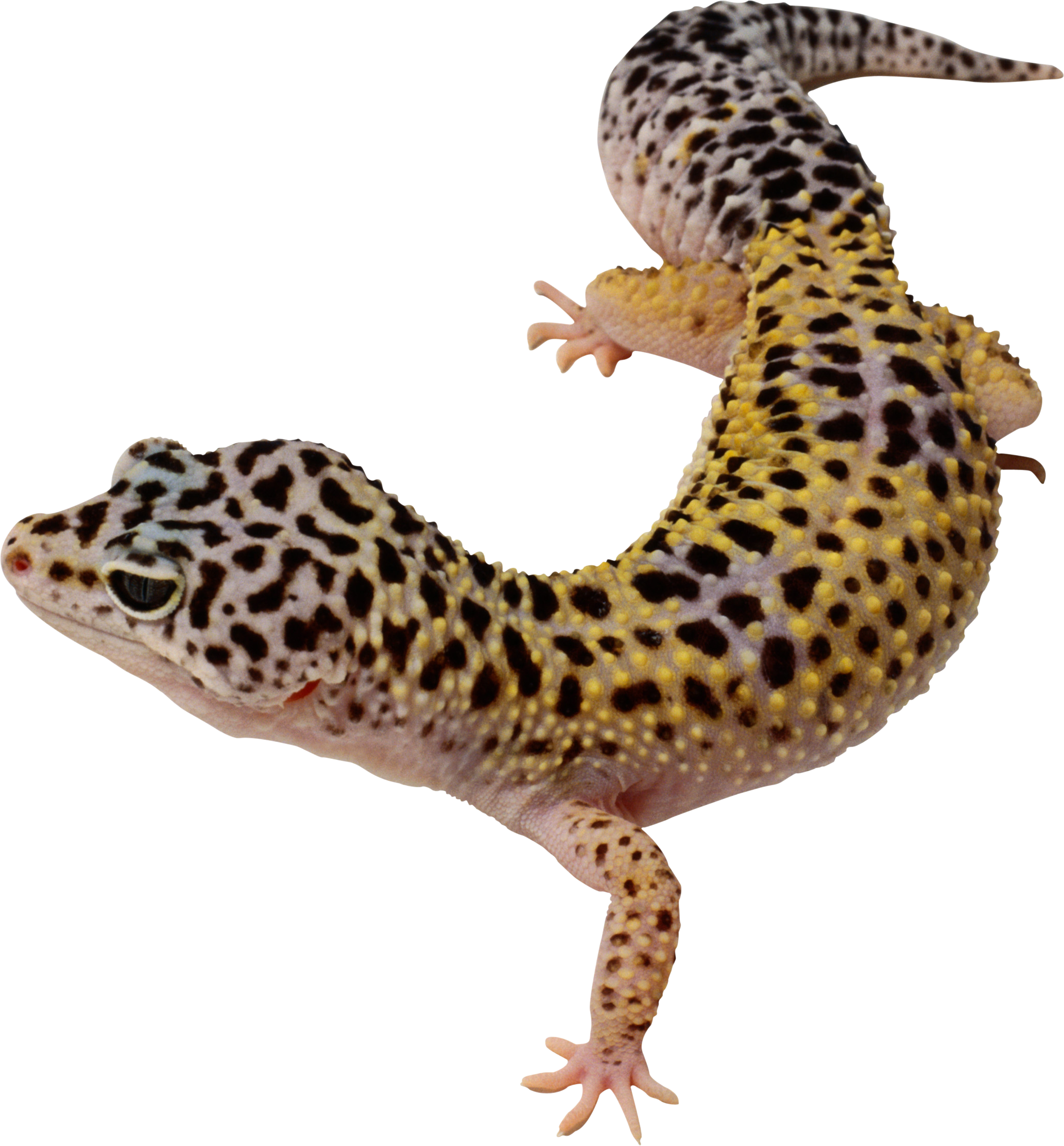 Lizard clipart reptile amphibian. Png images free download