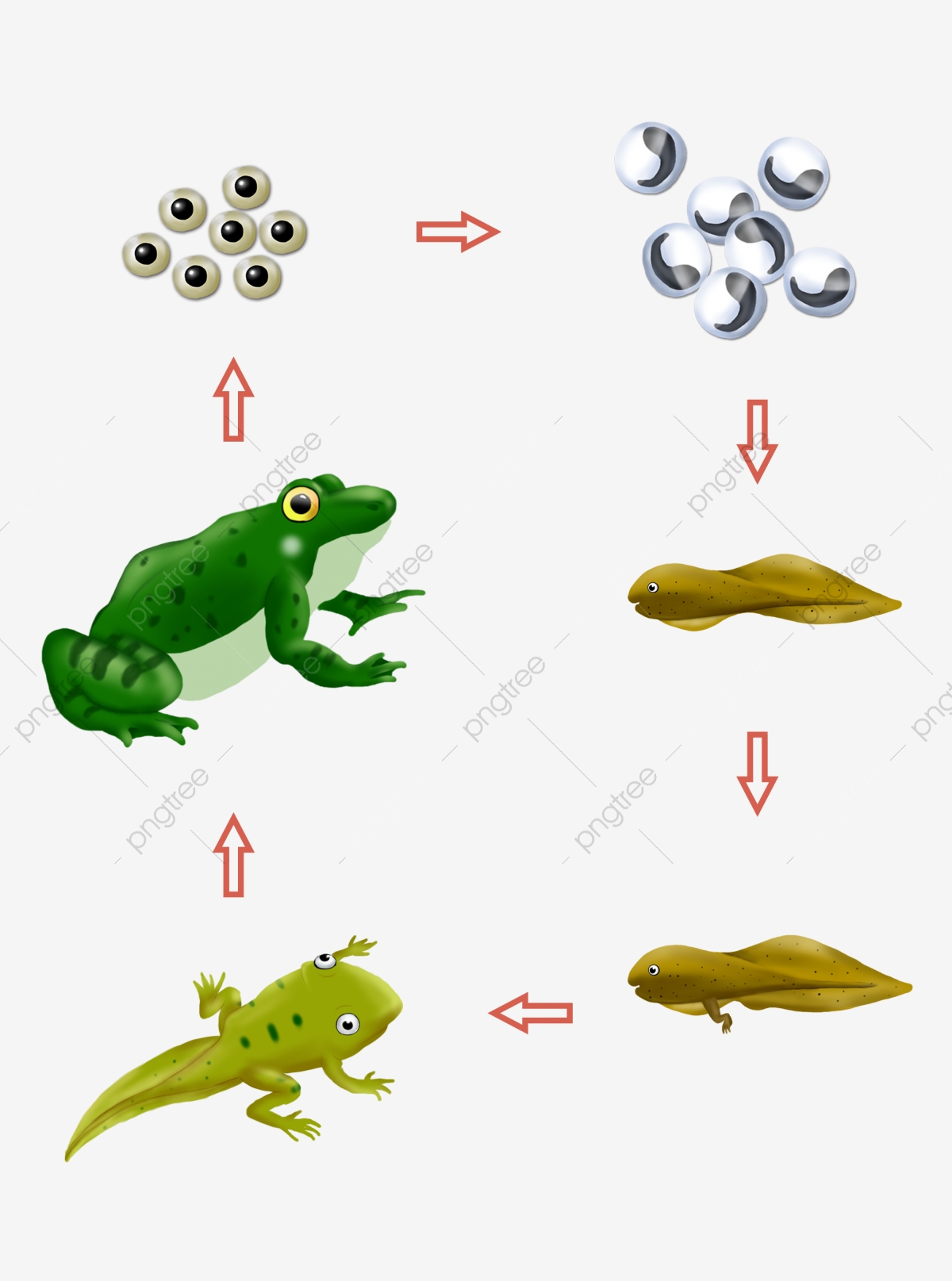 growth clipart animal growth