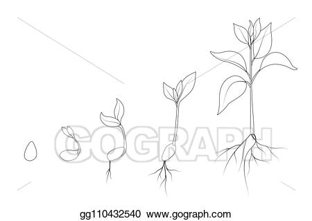 Vector evolution from seed. Growth clipart bean plant