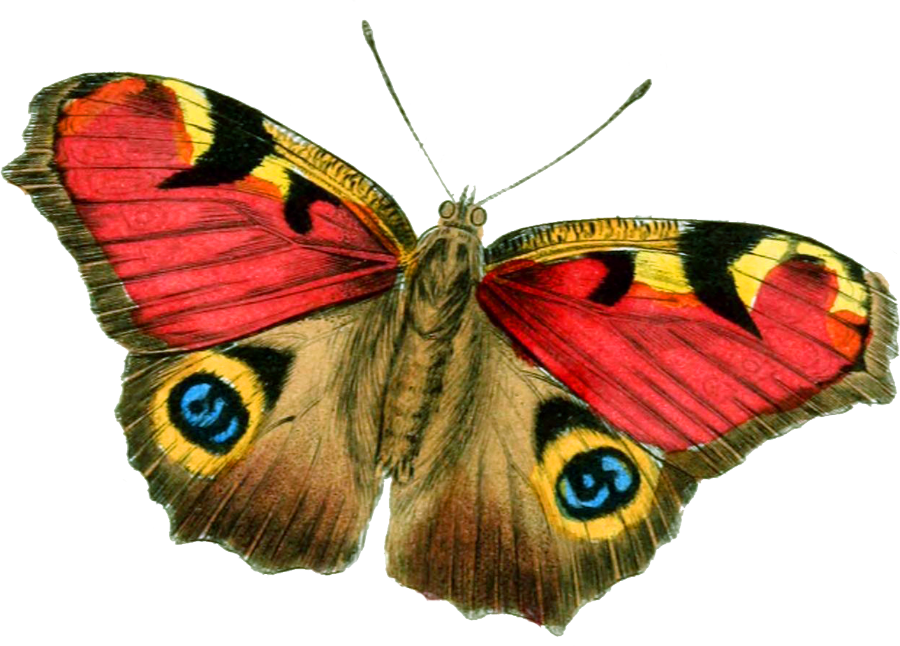 oranges clipart butterfly
