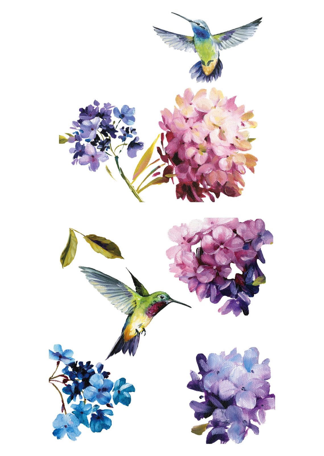 hydrangea clipart hand painted