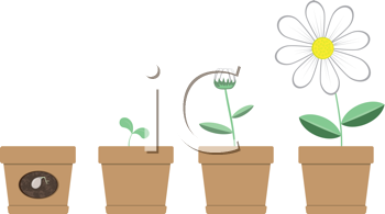 growth clipart flower cycle