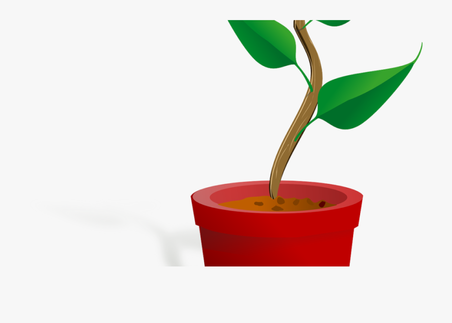 Plantation plant growing gif. Growth clipart garden tree