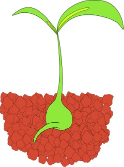 Seedling clipart lima bean plant. Seed germination science experiments