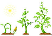 Plant panda free images. Growth clipart grew