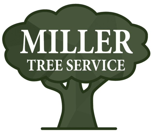 Growth clipart healthy tree. Care service pfafftown winston