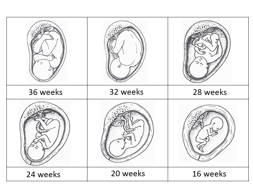 Stages of baby development. Pregnancy clipart childbirth