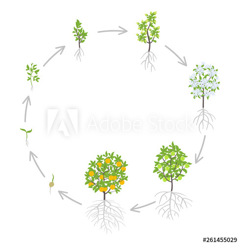 growth clipart phase