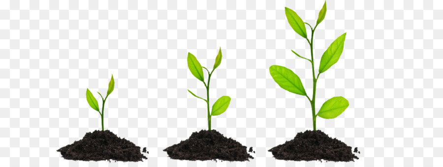 seedling clipart leafy plant