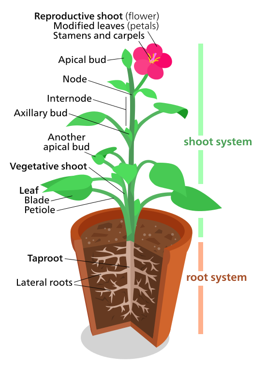growth clipart plant experiment