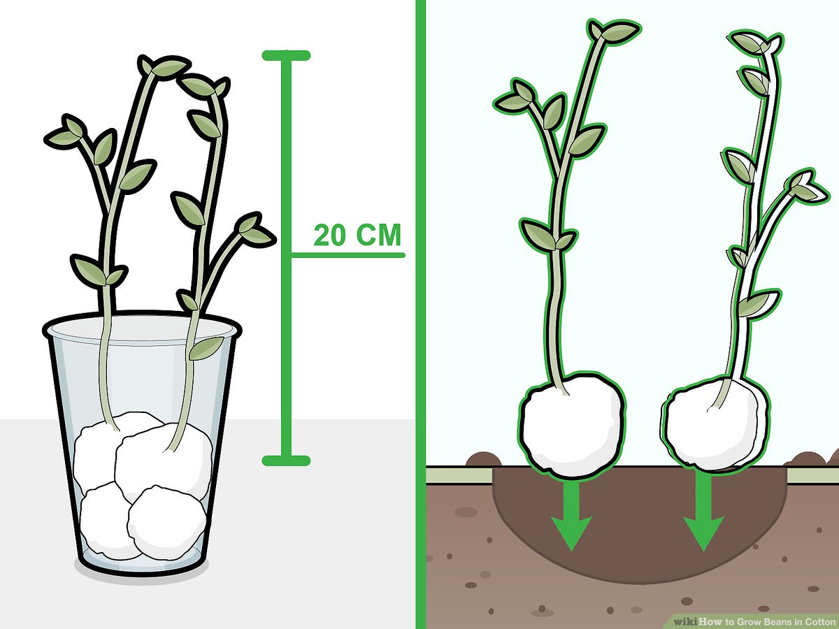 How to grow beans. Growth clipart plant experiment