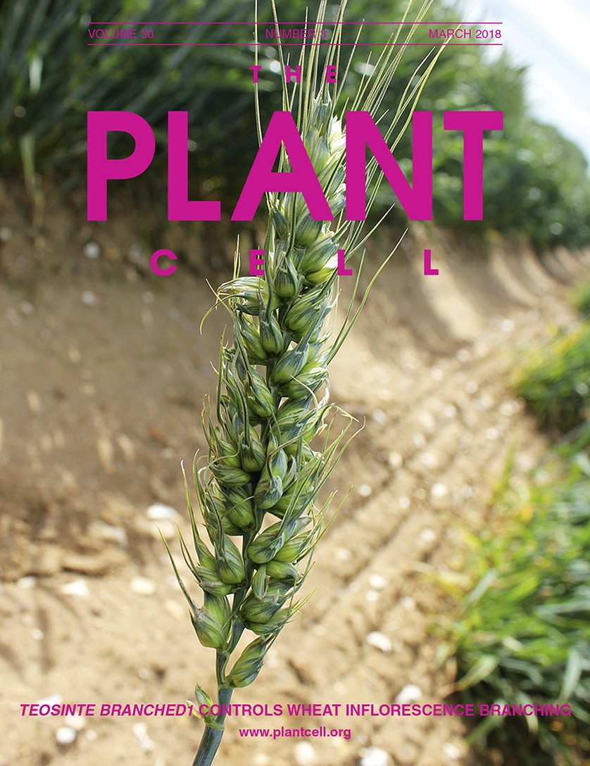 Growth clipart plant experiment. Teosinte branched regulates inflorescence