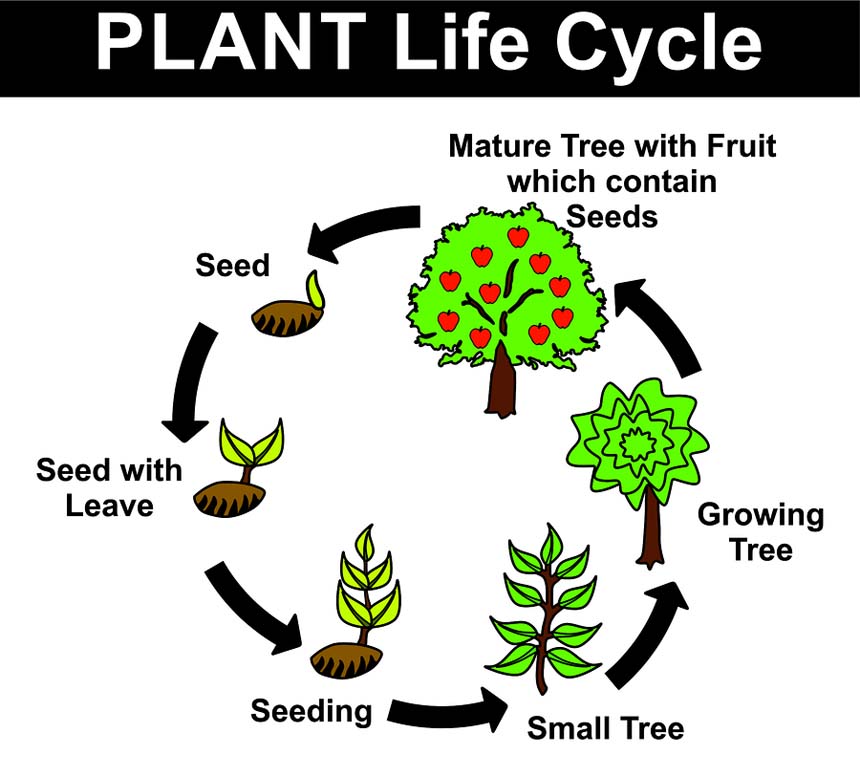 growth-clipart-plant-lifecycle-growth-plant-lifecycle-transparent-free