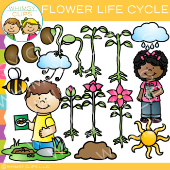 growth clipart plant lifecycle