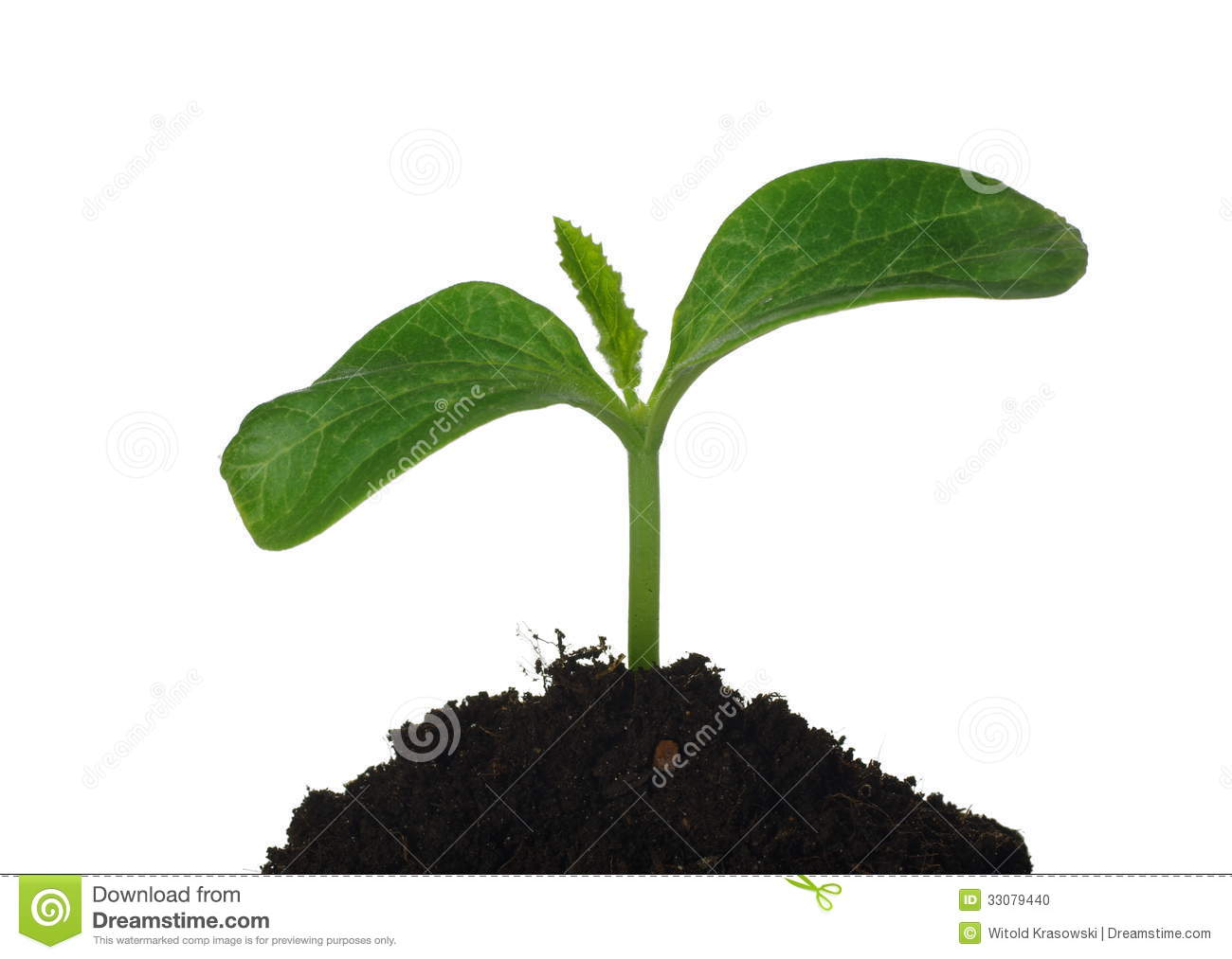 growth clipart plant seedling