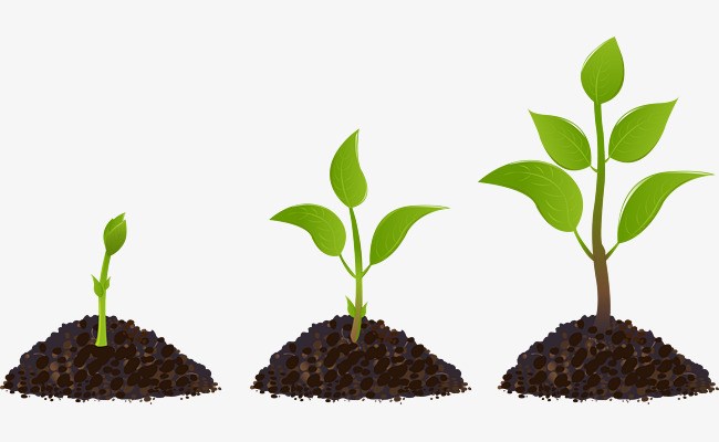 growth clipart plant