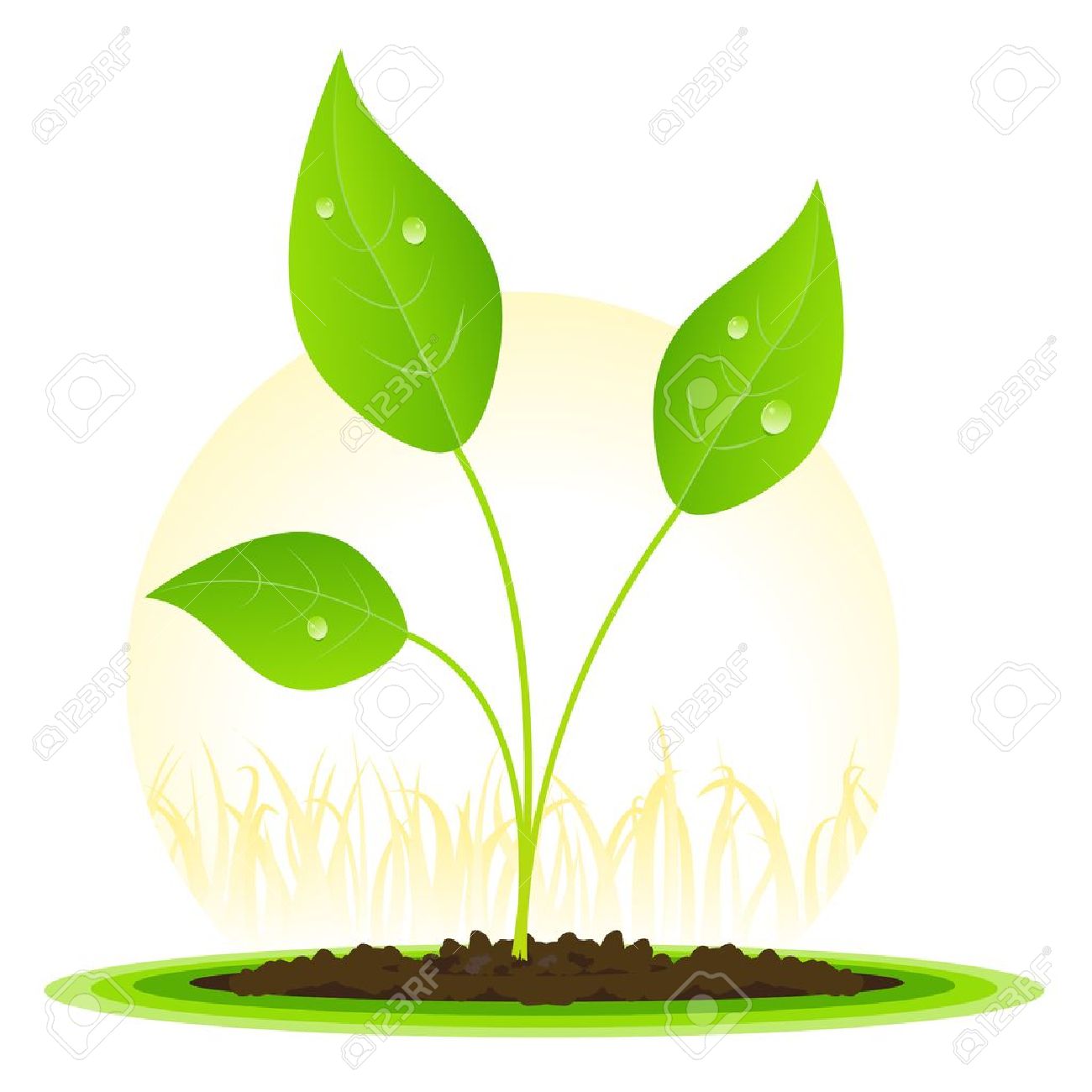 growth clipart seed growth