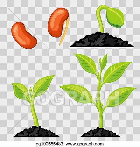 Vector stock growth stages. Seedling clipart plant stage