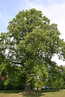 Liriodendron tulipifera wikipedia . Growth clipart strong tree