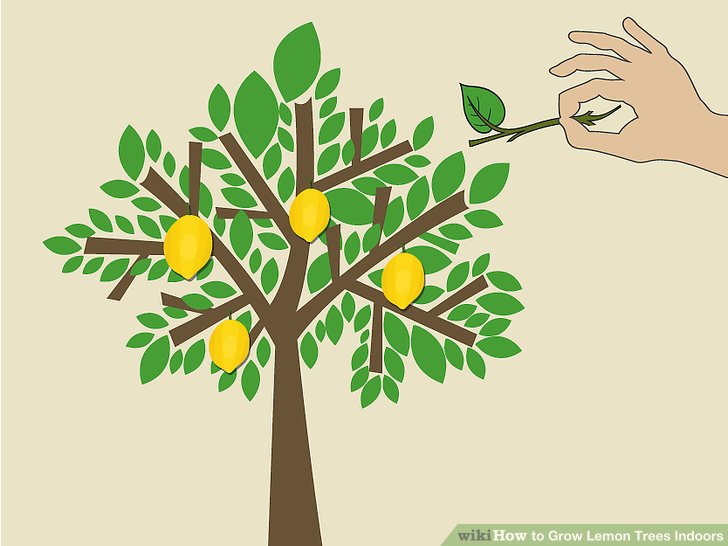 lemons clipart lemon plant