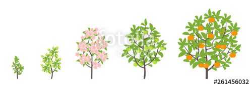 Mandarin tree growth stages. Seedling clipart plant stage