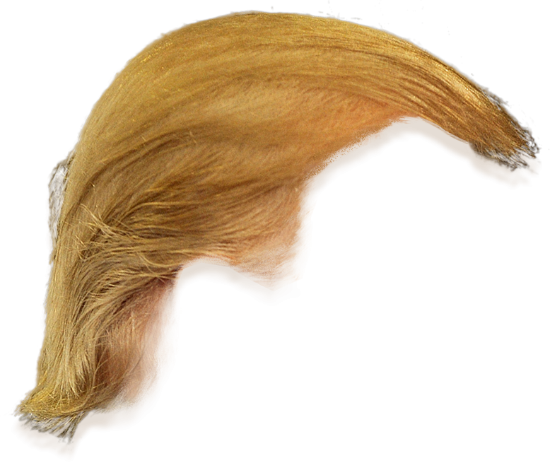 Donald trump hair side. Haircut clipart transparent