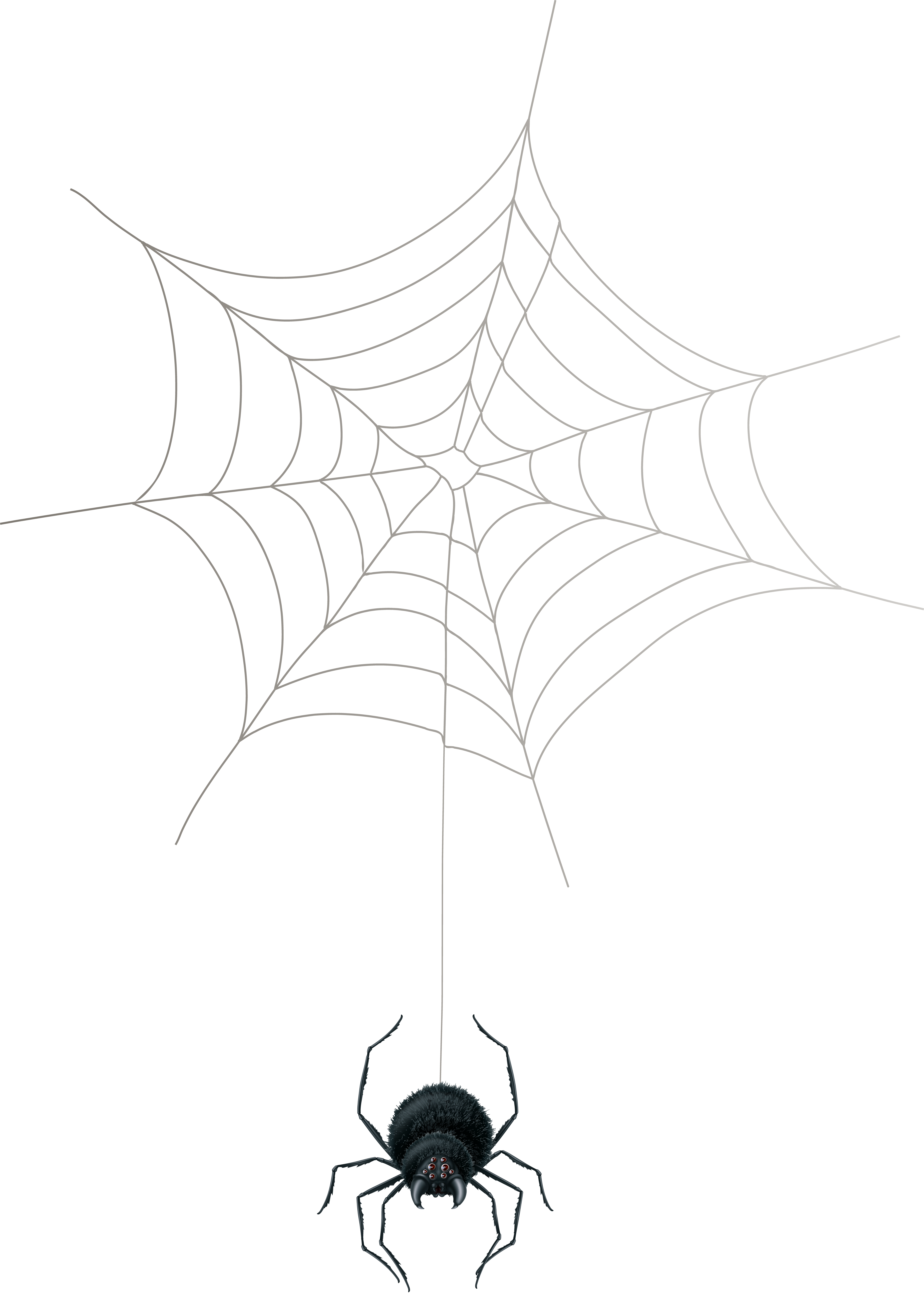 Spider web png clip. Spiderweb clipart vector