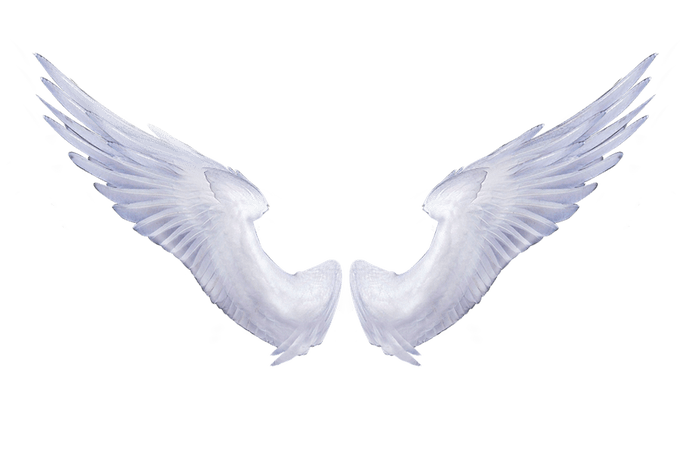Free pic of wings. Halo clipart angel wing