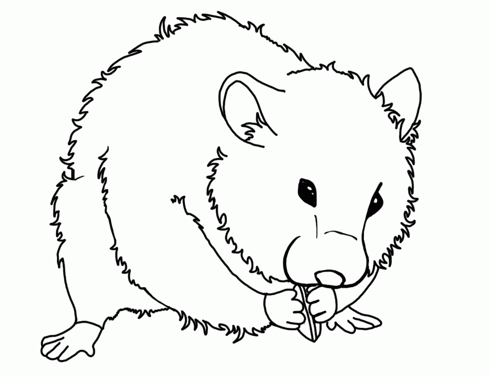 Color in page freep. Hamster clipart colour