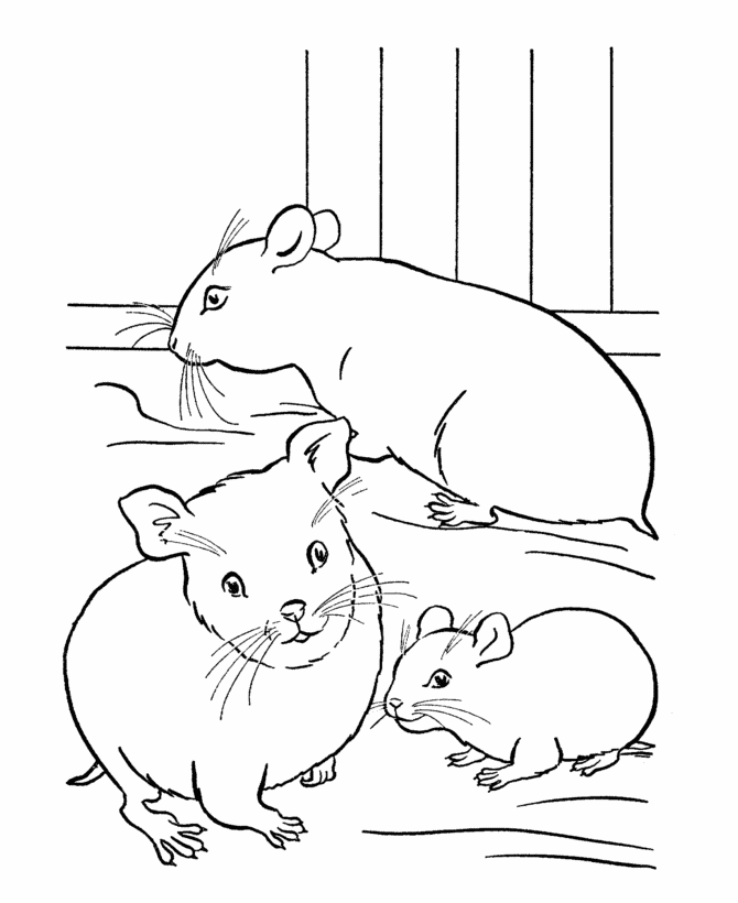 Free pictures to color. Hamster clipart colour
