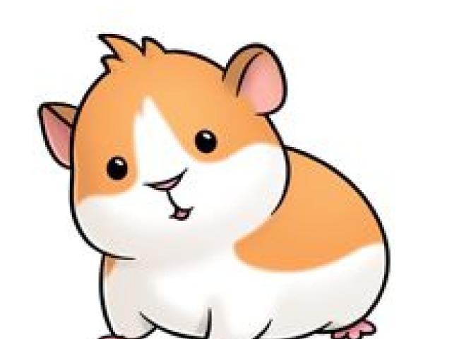 Free download clip art. Hamster clipart real