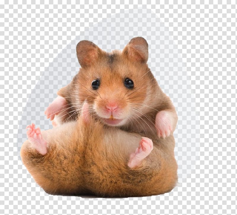 hamster clipart syrian hamster