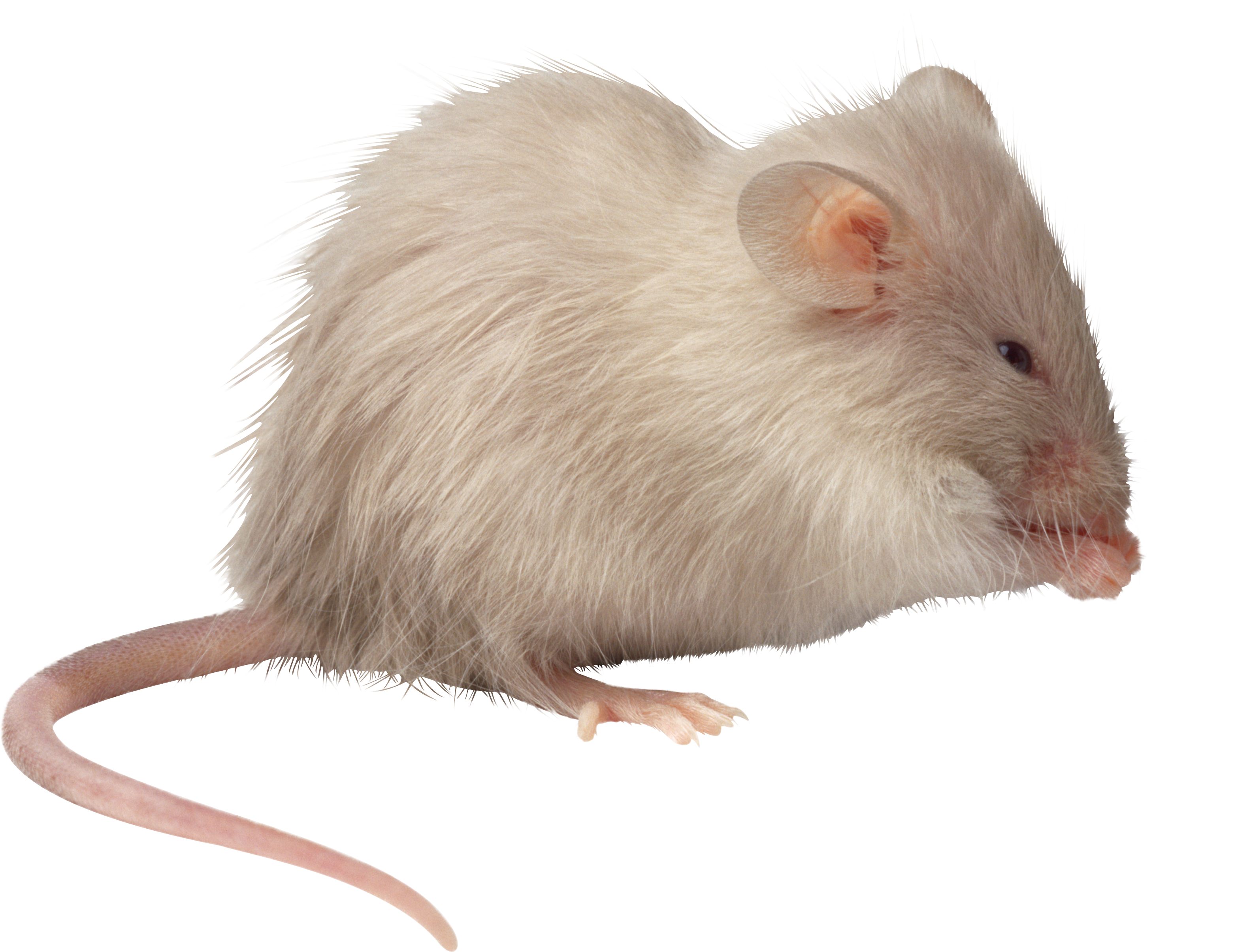 Mouse rat png image. Hamster clipart transparent background
