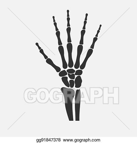 Vector art bones drawing. Hands clipart wrist